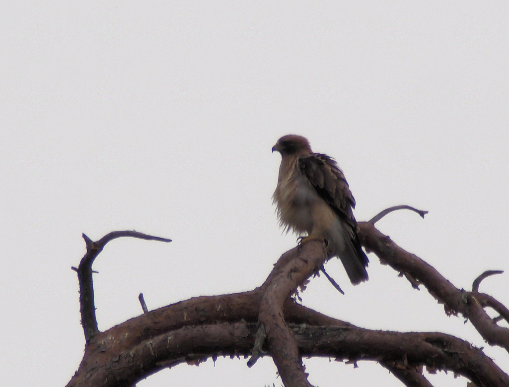 aigle botte 1