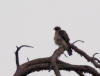 AIGLE BOTTE 1