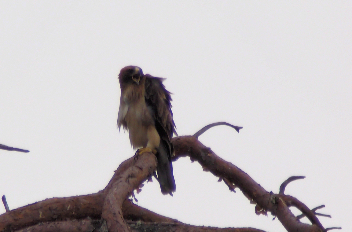 AIGLE BOTTE 2