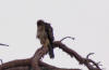 aigle botte 2