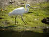 aigrette garzette fonds vert.jpg (85573 octets)