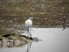 aigrette garzette large.jpg (73104 octets)