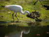 aigrette garzette mirroir.jpg (77801 octets)