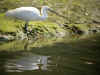 aigrette garzette pied.jpg (82321 octets)