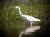 aigrette garzette sologne.jpg (76841 octets)