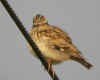 allouette soleil2.jpg (108183 octets)