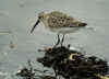 becasseau variable.jpg (438638 octets)