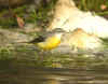 bergeronnette ruisseau1.jpg (125726 octets)