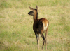 biche_chambord.jpg (653611 octets)