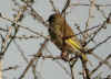 bruant_sp.jpg (124317 octets)