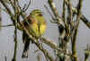 bruant_zizi_male.jpg (128811 octets)