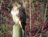 buse variable BELLEGARDE.jpg (169925 octets)