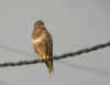 buse variable bruel.jpg (86359 octets)