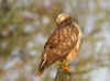 buse variable ferte1.jpg (361096 octets)