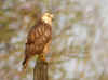 buse variable ferte2.jpg (353961 octets)