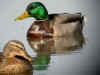 canard col vert.jpg (194890 octets)
