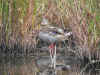 canard marais cache.jpg (118599 octets)