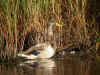canard marais.jpg (113392 octets)
