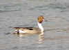 canard pilet.jpg (143578 octets)