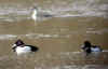canard punk.jpg (41338 octets)