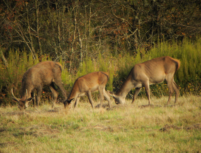 cerf2 chambord