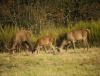 cerf2_chambord.jpg (689027 octets)