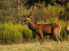 cerf3_chambord.jpg (748795 octets)