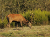 cerf4_chambord.jpg (780355 octets)