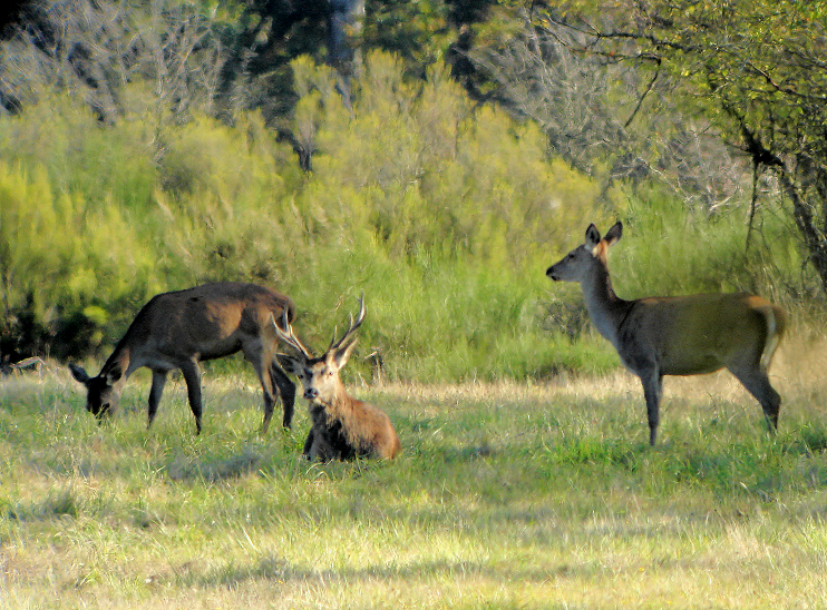 cerf5 chambord