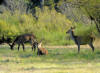 CERF5 CHAMBORD