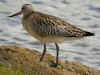 chevalier sp.jpg (451456 octets)