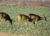 chevrettes colza