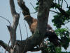 CIRCAETE ARBRE