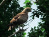 CIRCAETE PROFIL