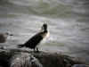 cormoran mousterlin.jpg (41359 octets)