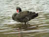 cygne noir.jpg (213088 octets)