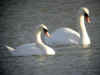 cygne.jpg (118816 octets)