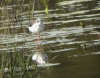 echasse1.jpg (543807 octets)