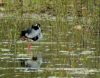echasse_accoup.jpg (977917 octets)