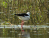echasse_dos.jpg (657548 octets)