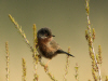 fauvette pitchou1.jpg (475047 octets)