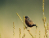 fauvette pitchou2.jpg (562084 octets)