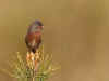fauvette_pitchoumax.jpg (248279 octets)