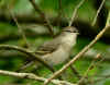fauvette sp.jpg (129188 octets)