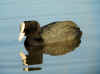 foulque_mirroir.jpg (287906 octets)