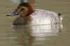fulligule miloin femelle.jpg (101120 octets)