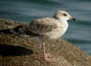 goeland argente 2005.jpg (396323 octets)