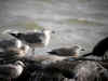 goeland argente.jpg (52024 octets)