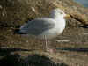 goeland commun 2005.jpg (465388 octets)