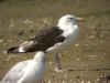 goeland commun.jpg (39603 octets)